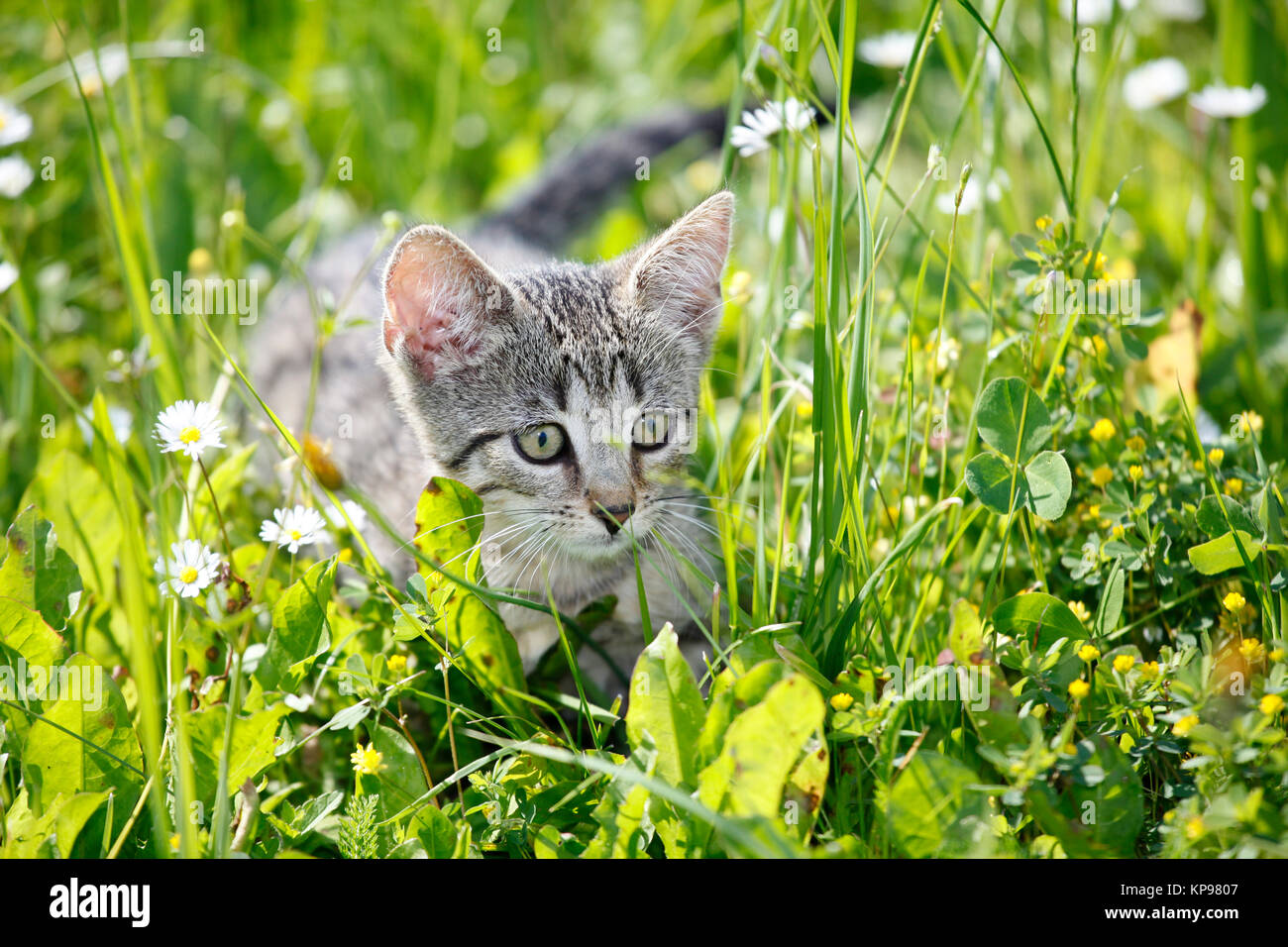 playing cat children on green meadow Stock Photo