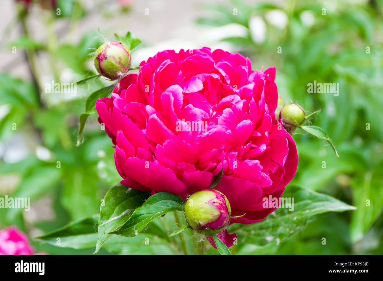 Pink peony on green background Stock Photo - Alamy