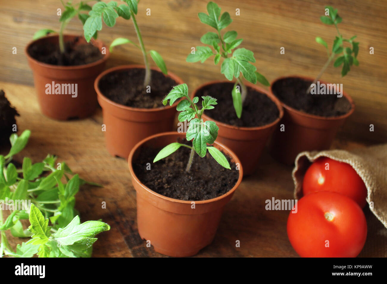 Young tomato plant hi-res stock photography and images - Alamy