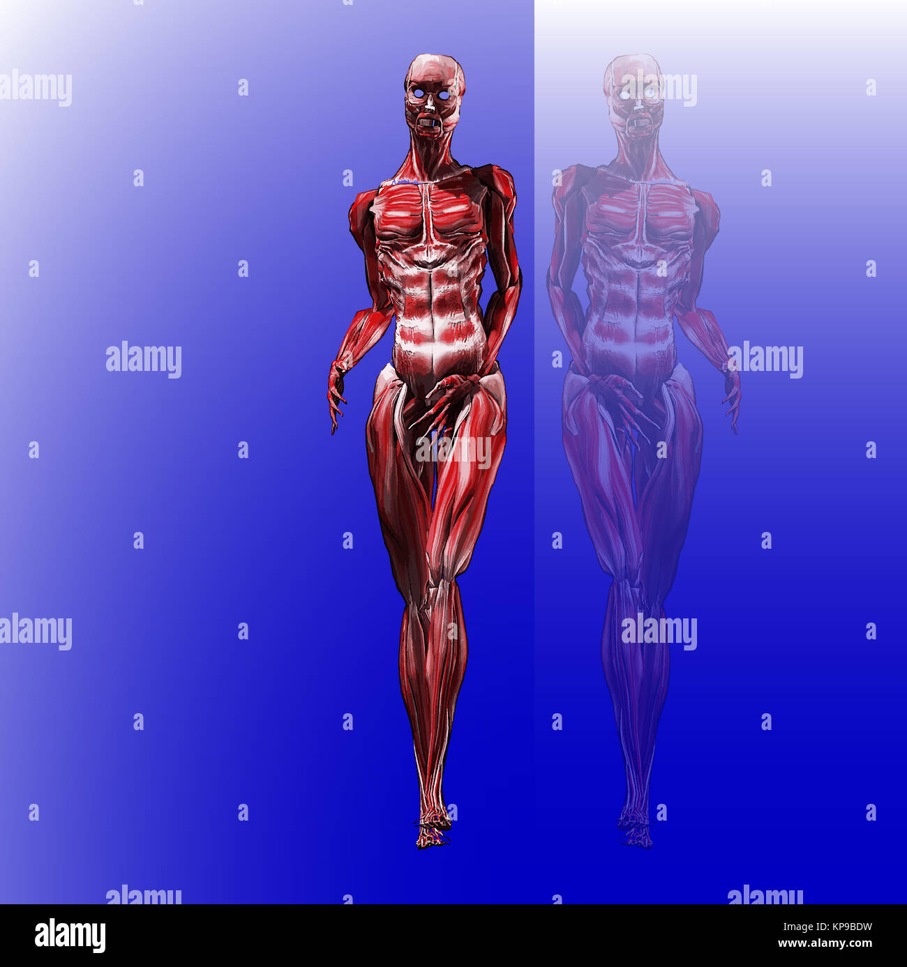 Female Muscle Anatomy High Resolution Stock Photography And Images Alamy