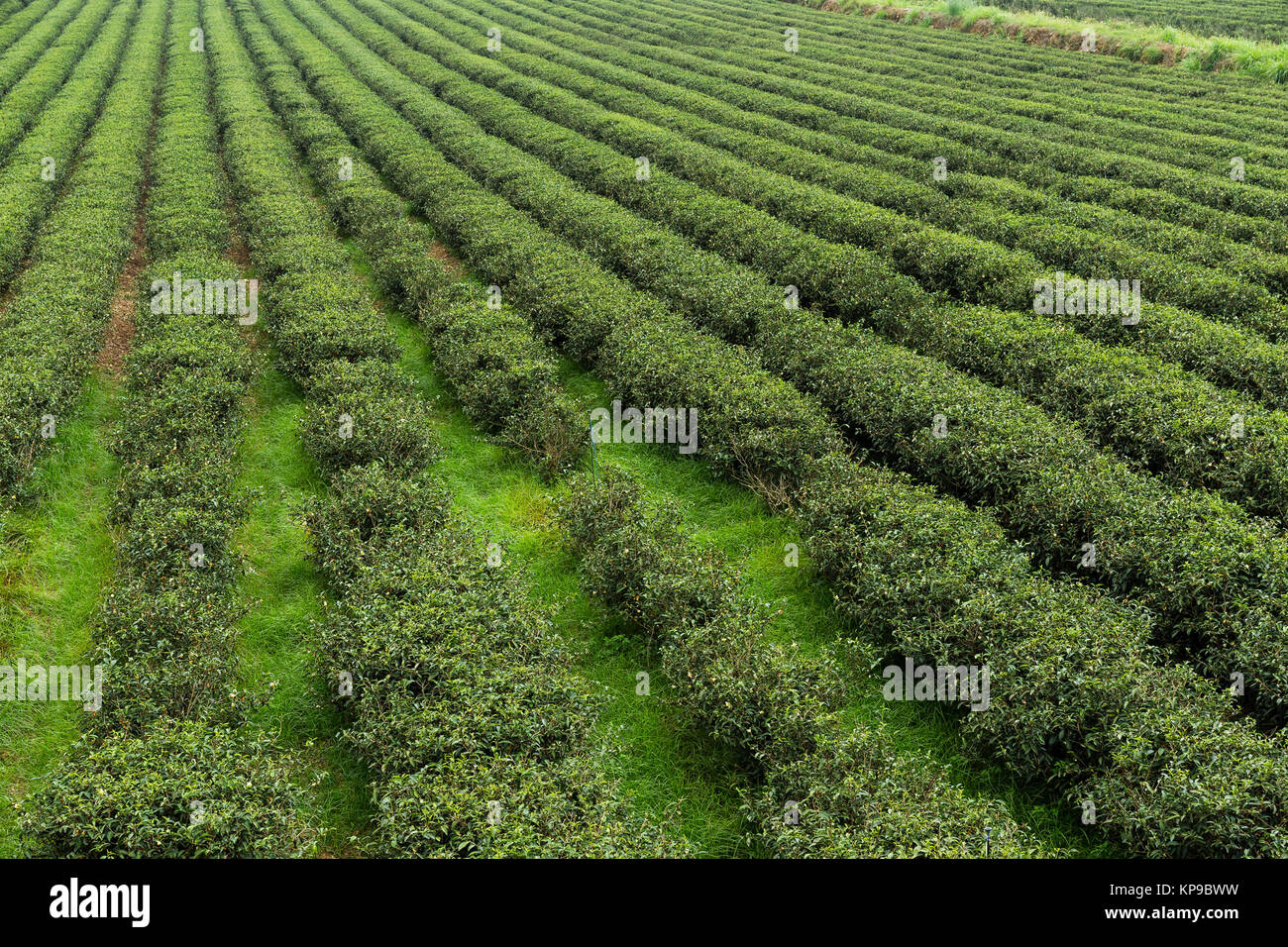 Cosmos flower plantation hi-res stock photography and images - Page 2 -  Alamy