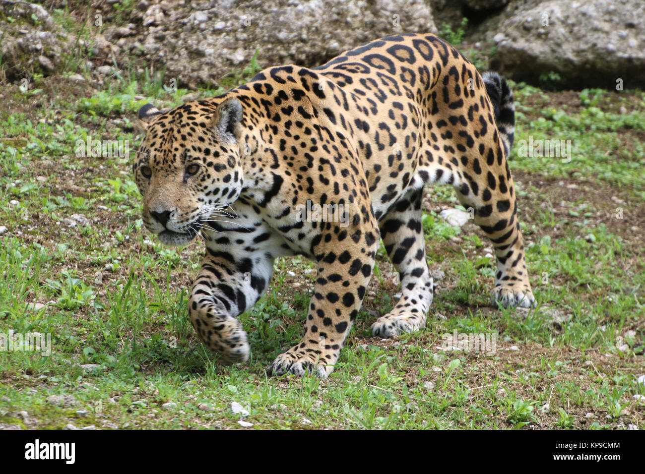 Jaguar schleicht sich an Beute ran Stock Photo