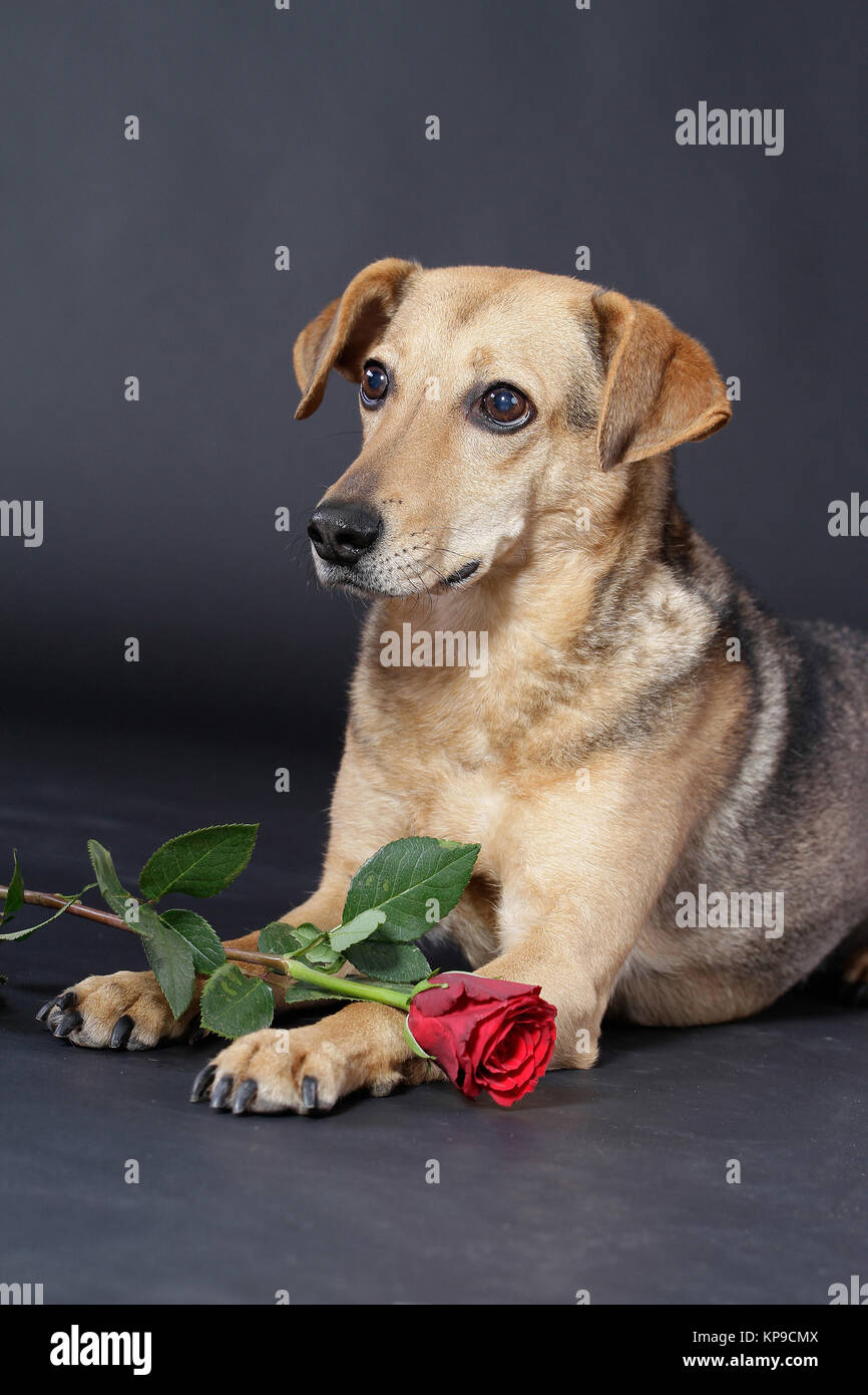 house dog with red rose lies on the floor in front of a black ...