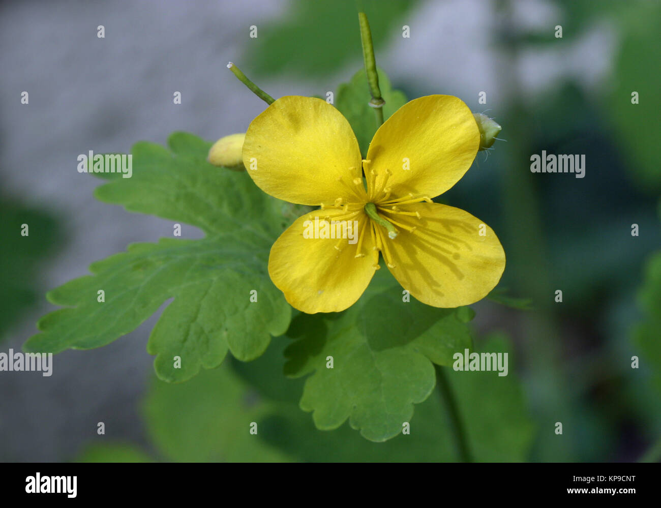 Celandine medicinal plant yellow (Chelidonium majus) Stock Photo