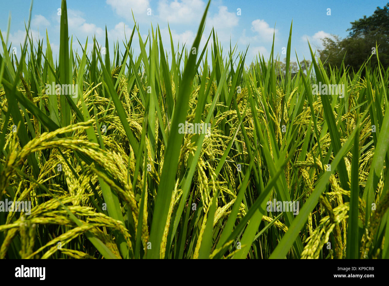 Green Rice Field Stock Photo Alamy