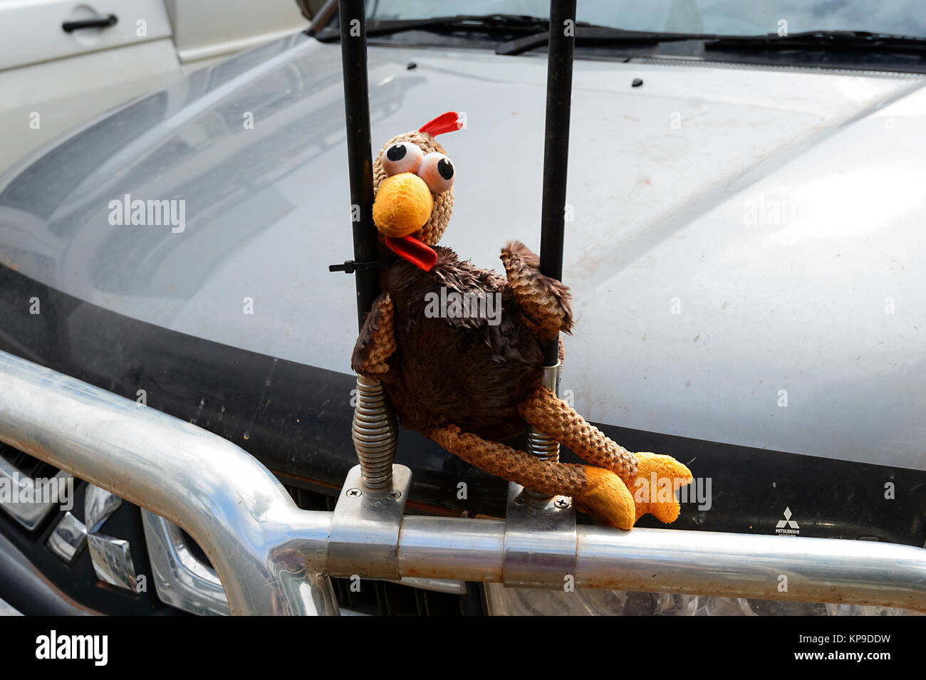 A stuffed chicken toy has been placed on a car bonnet, Australia Stock Photo