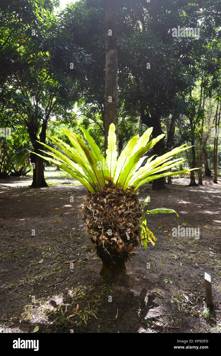Cairns Fan Palm (Livistona muelleri), Cooktown Botanic Garden, Far North Queensland, FNQ, QLD, Australia Stock Photo