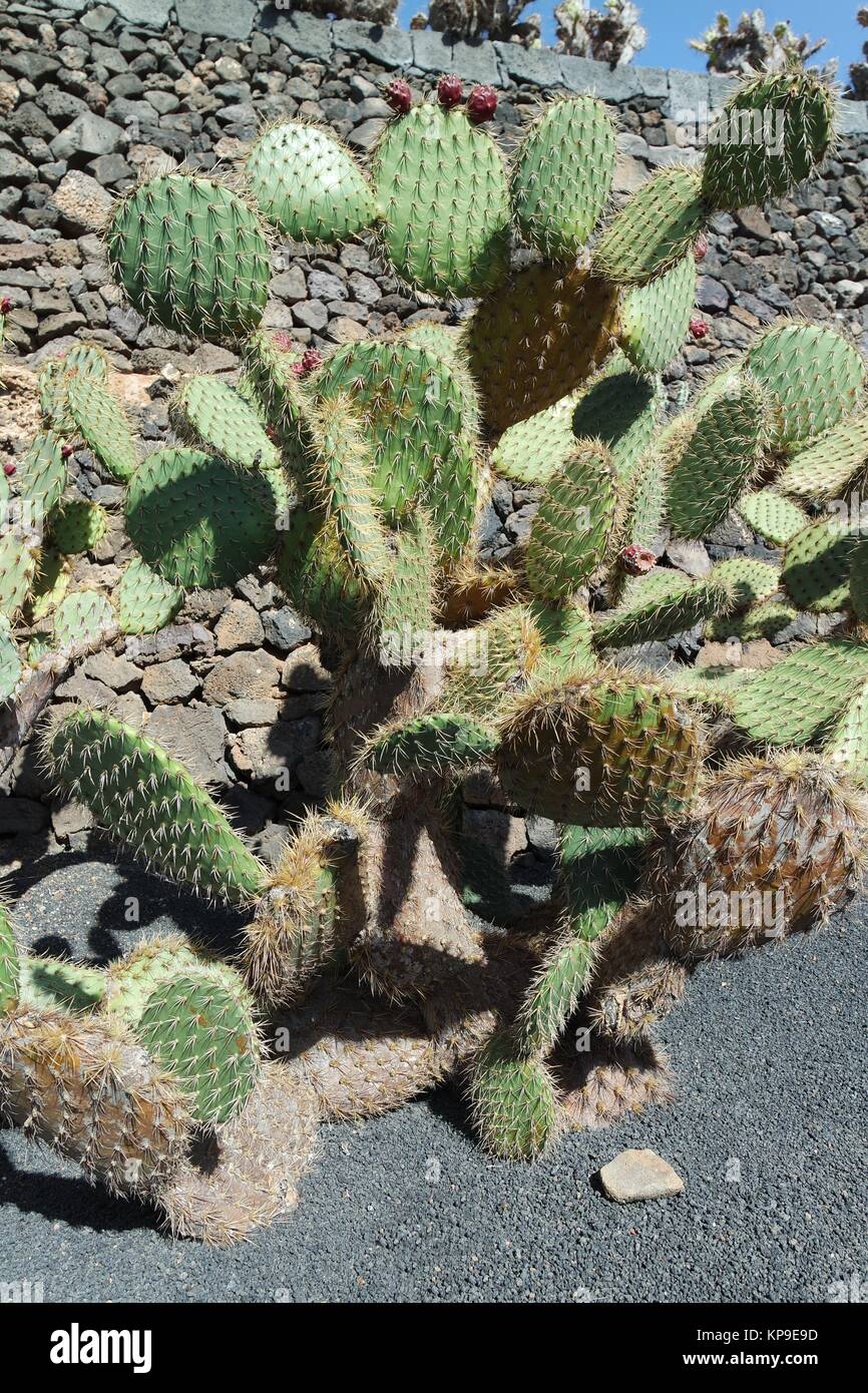 cactus garden on lanzarote Stock Photo
