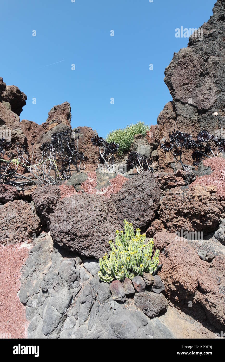 cactus garden in lanzarote Stock Photo