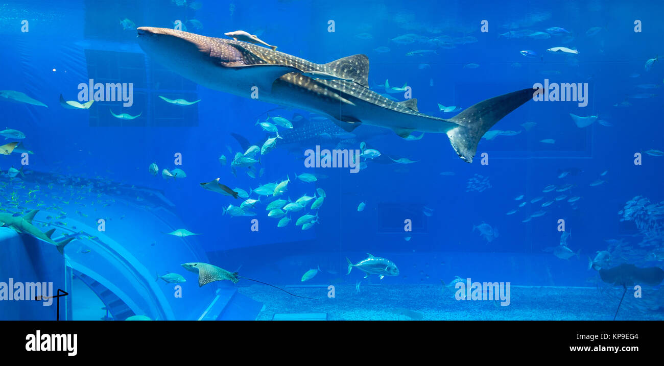 Whale shark in aquarium Stock Photo Alamy