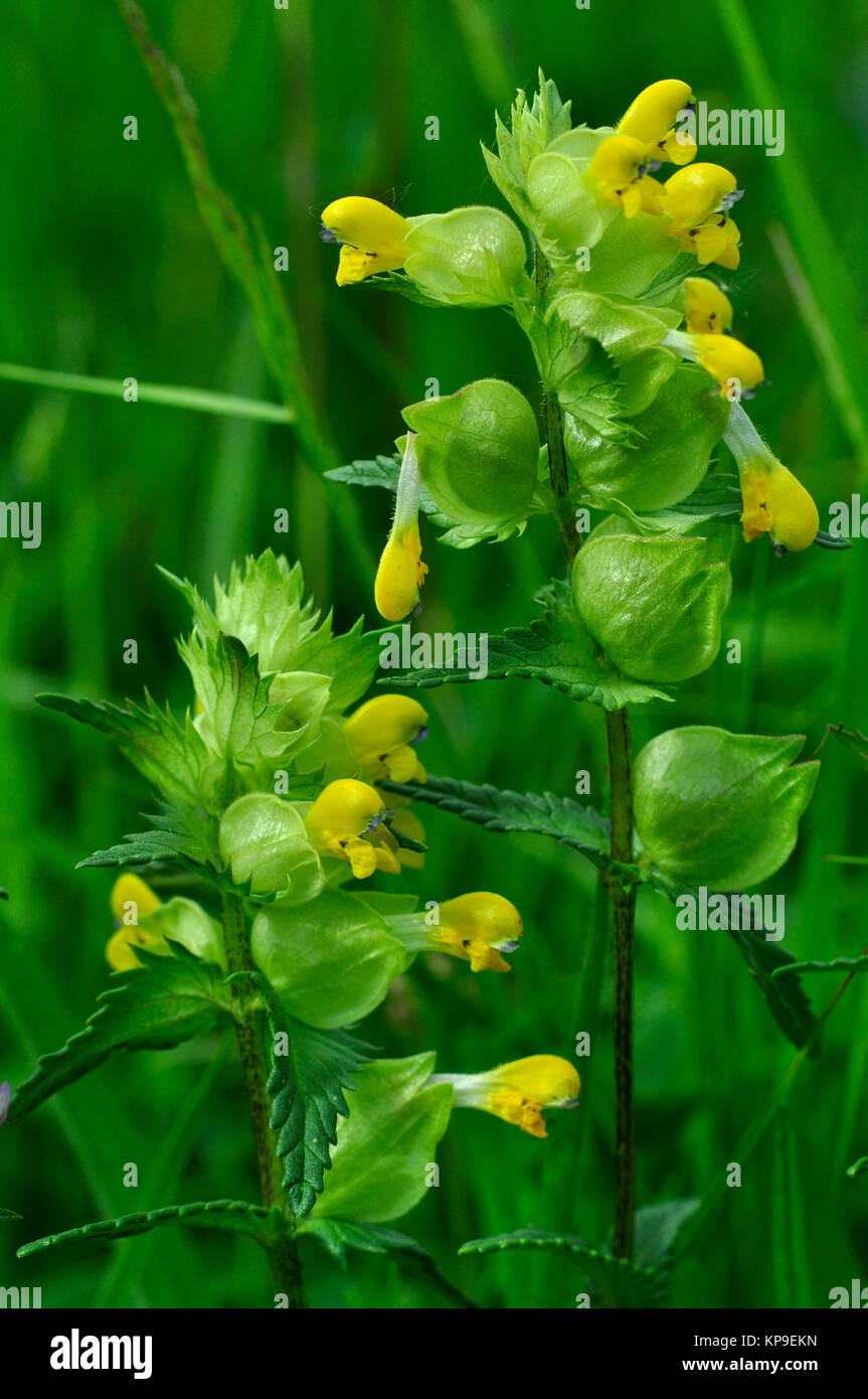 Portrait of yellow rattle flowers Stock Photo - Alamy
