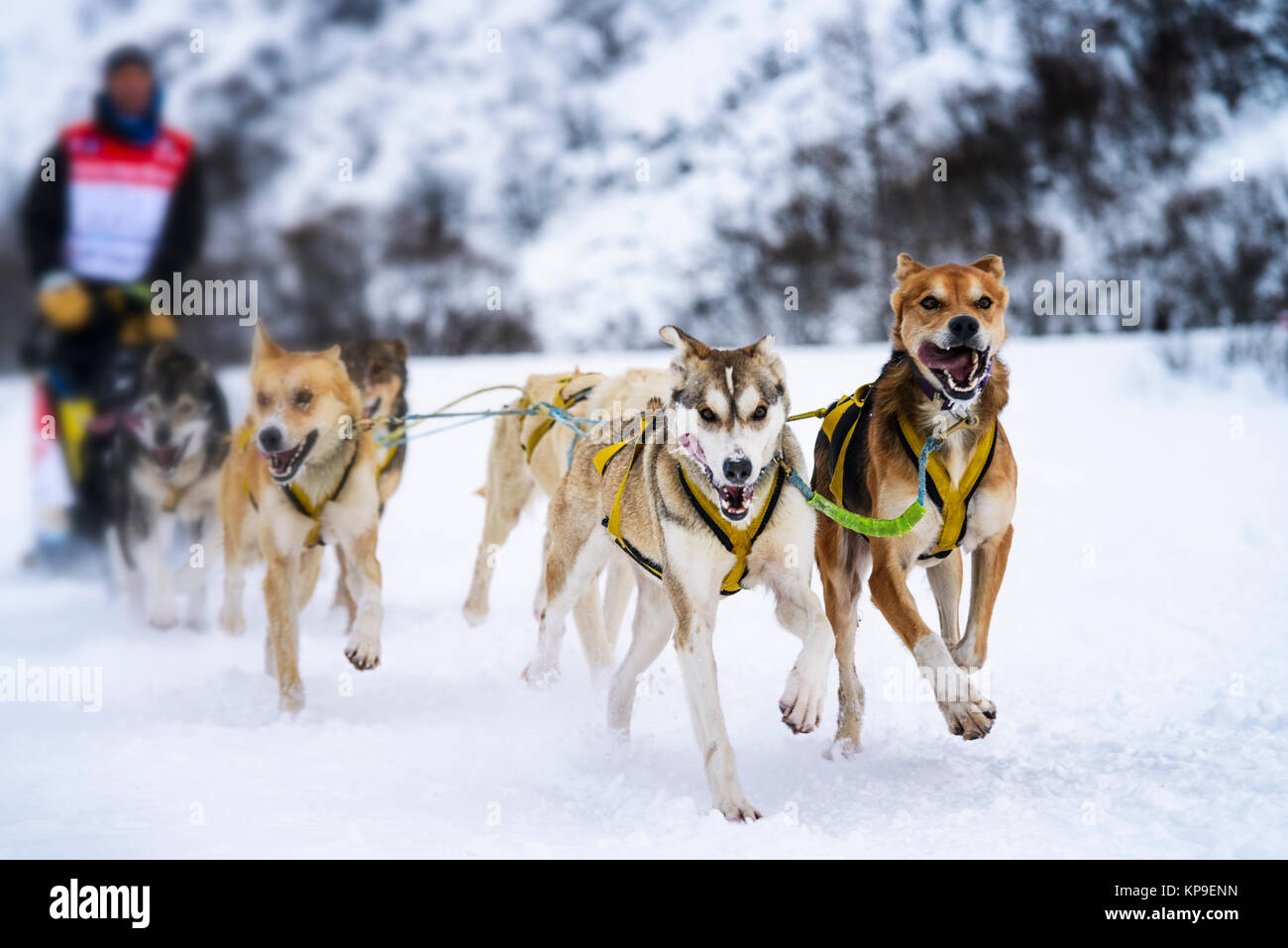 Sledge dogs in speed racing Stock Photo - Alamy