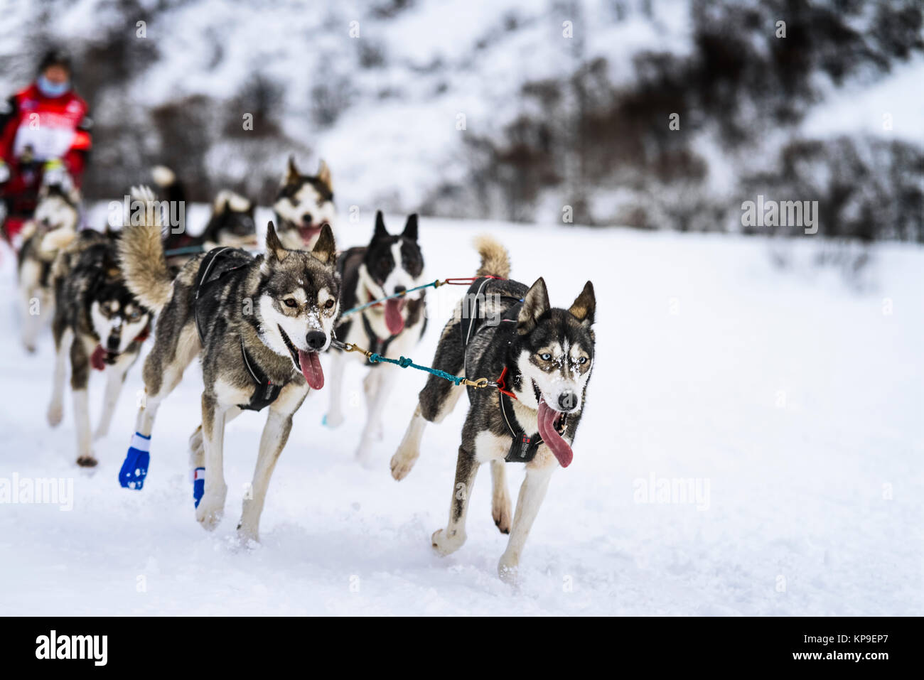 Sledge dogs in speed racing Stock Photo Alamy