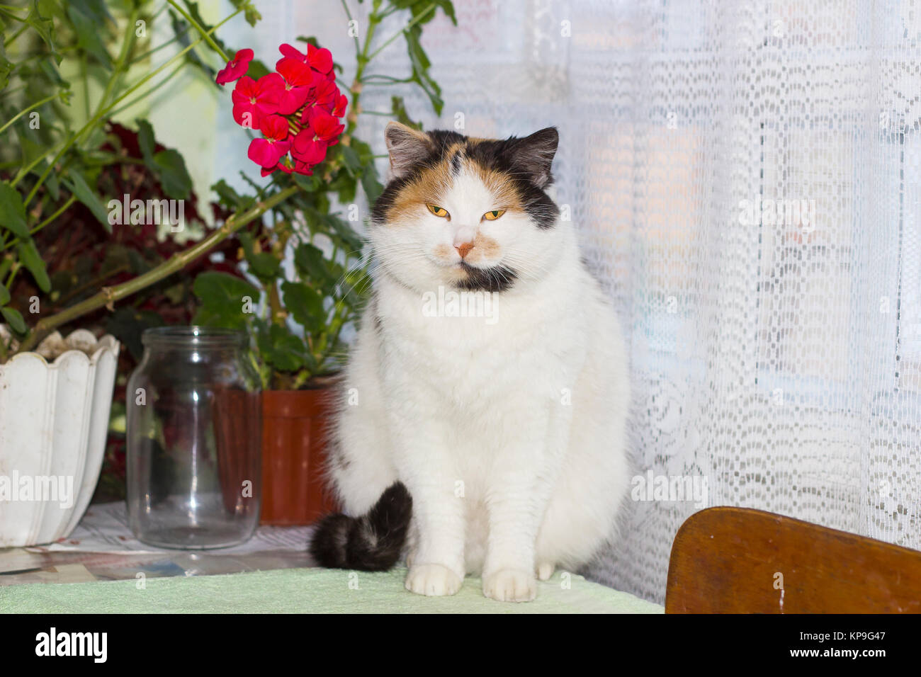 Beautiful calico cat sits on table near pots with flowers Stock Photo