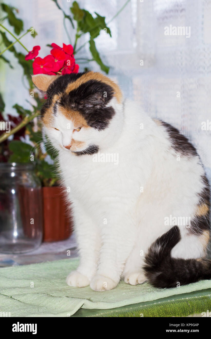 Beautiful calico cat sits on table and bowed its head Stock Photo