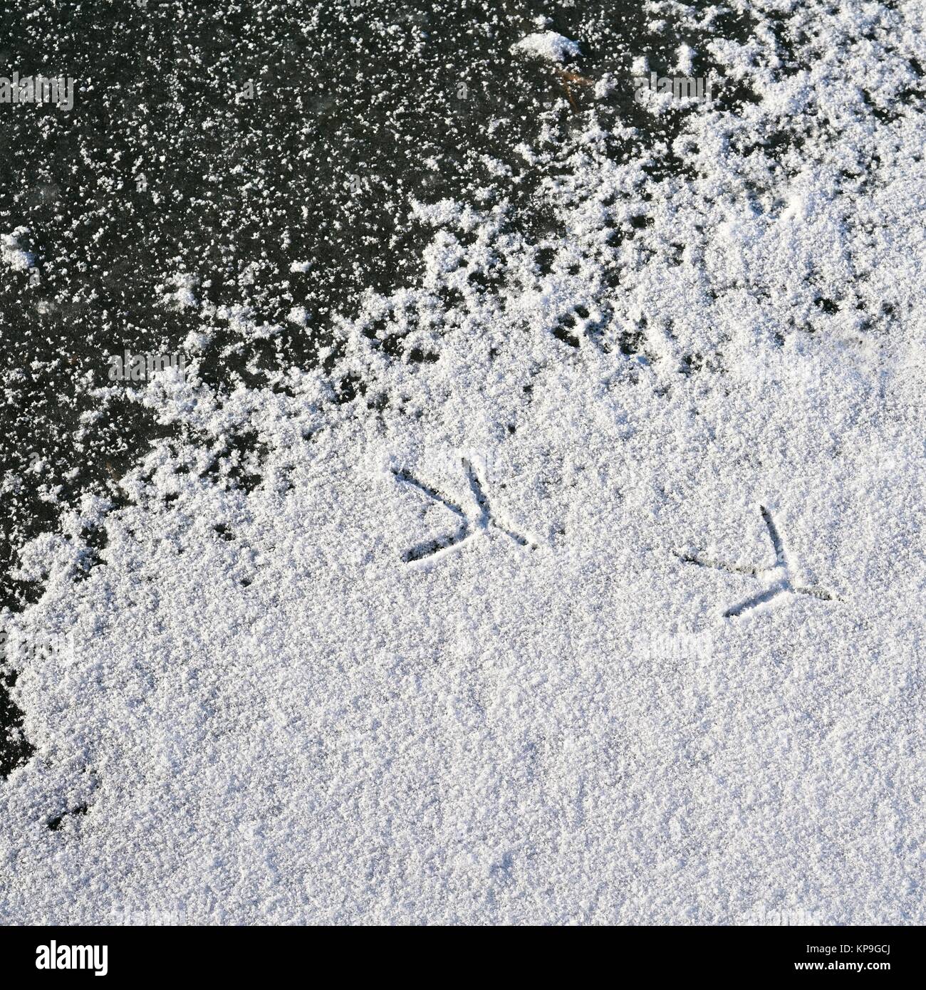 footprint of a bird in the snow on a frozen lake Stock Photo