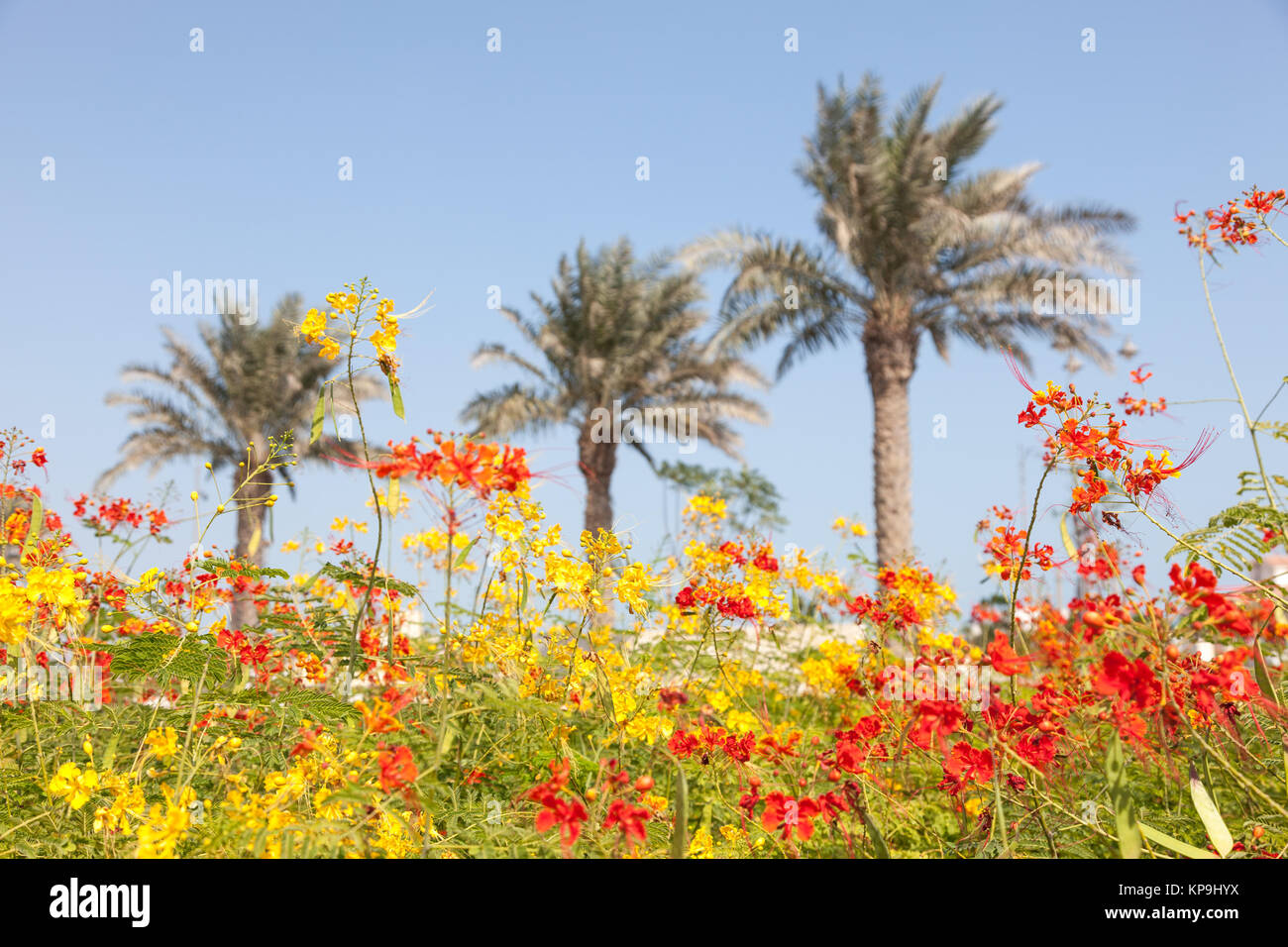 Flowers in Doha, Qatar Stock Photo Alamy