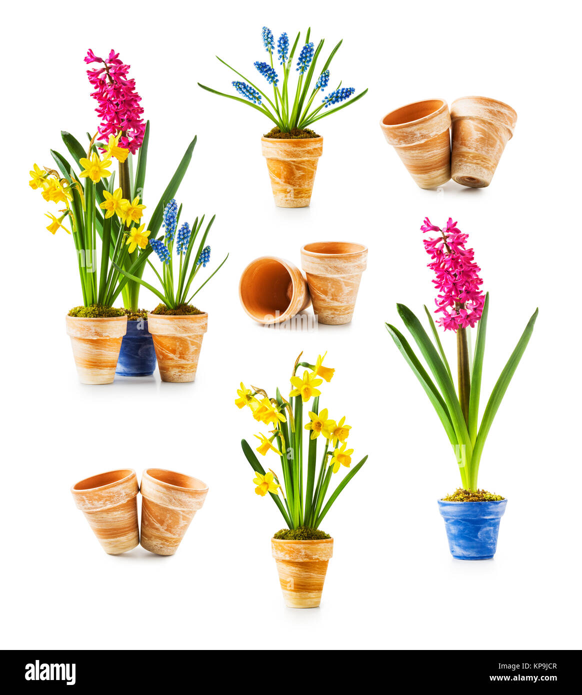 Spring flowers. Flowerpots with daffodil, hyacinth, muscari collection ...