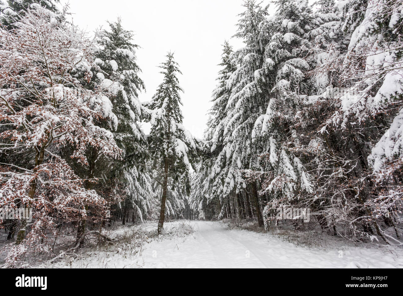 Snow covered road in a snowy white winter forest in Hesse, Germany Stock Photo