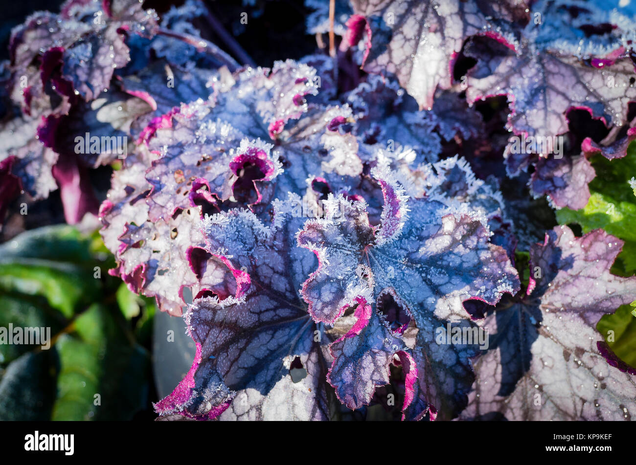 Frosted Heuchera Blackberry Jam in an English garden in December Stock Photo