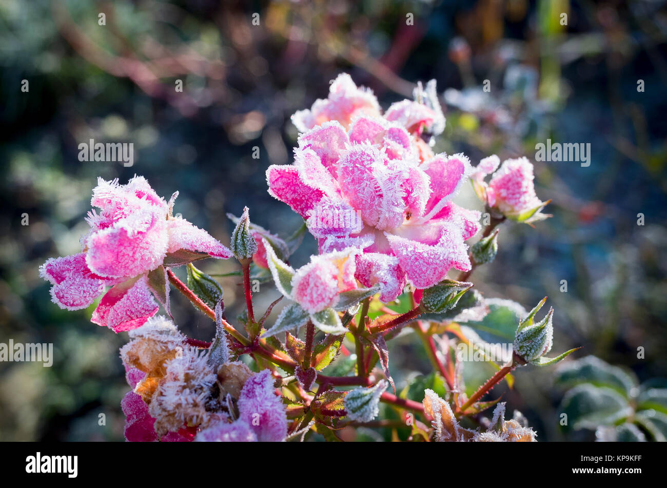 Frosted cluster-flowered Rose Flower Carpet pink in December 2017 in UK Stock Photo