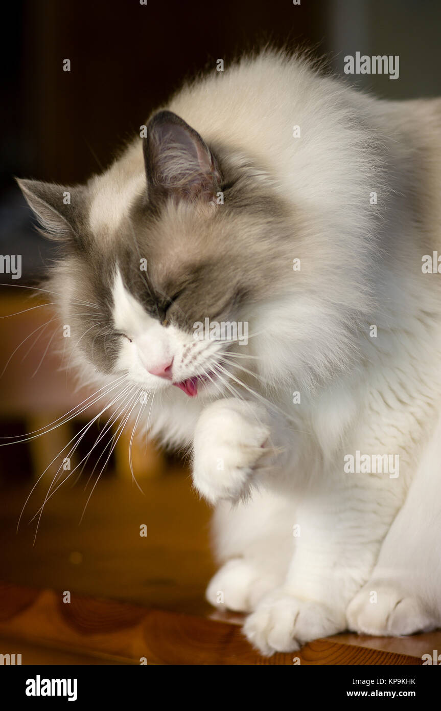 Male Ragdoll cat washing itself after a meal Stock Photo Alamy
