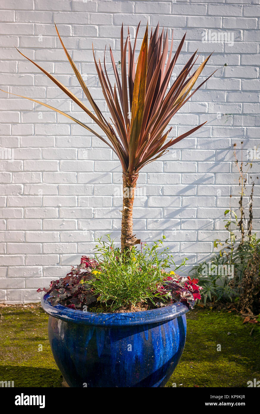 A cordyline australis spent the summer months recovering from overwintering with thermal protection Stock Photo