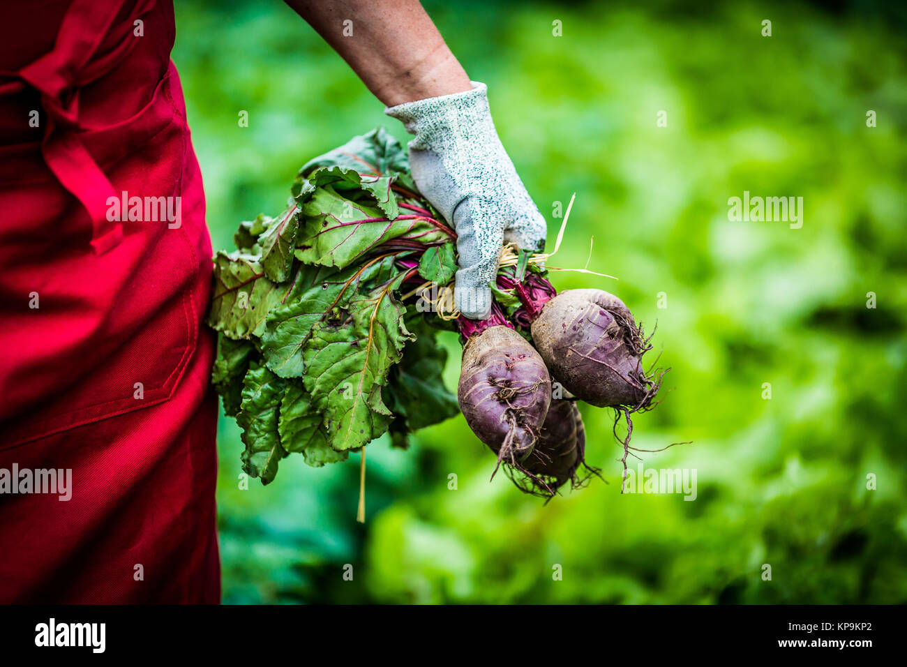 Harvest of red beets Stock Photo Alamy