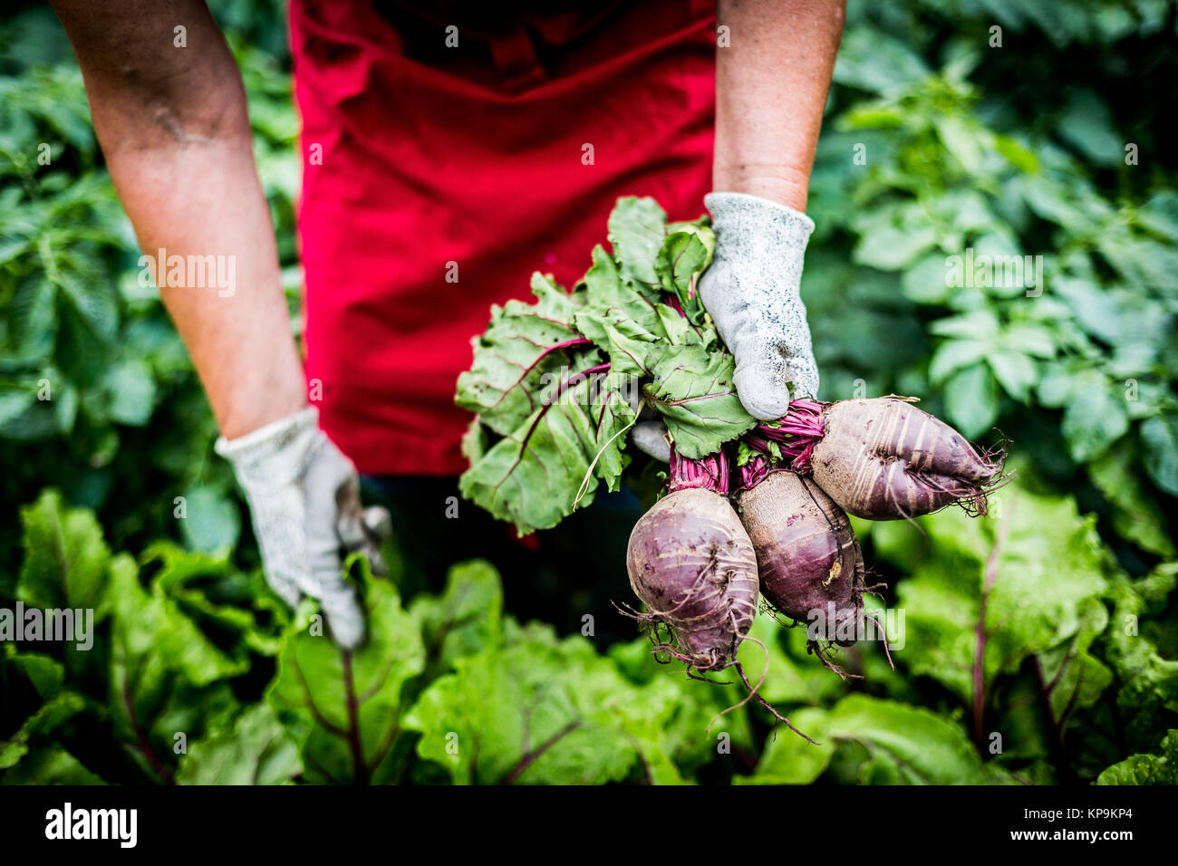 Harvest of red beets Stock Photo Alamy