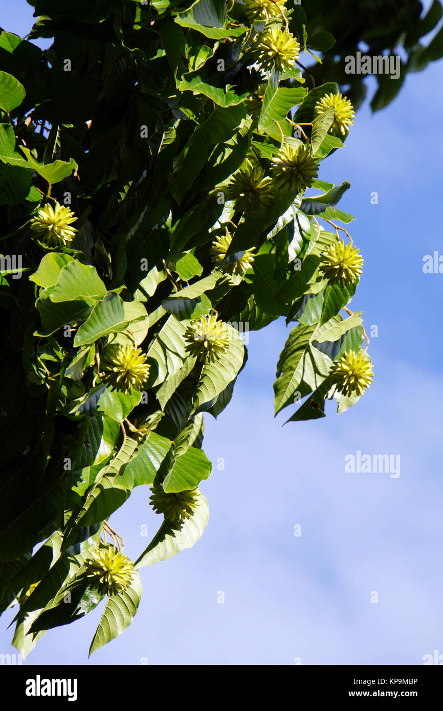 Früchte des Glücksbaum (Camptotheca acuminata), Lucca, Toskana, Italien Stock Photo