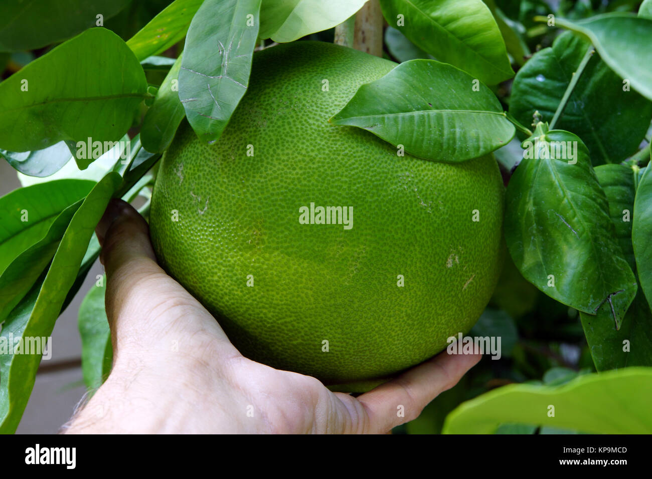 pomelo (citrus maxima or citrus grandis) on the bush Stock Photo Alamy