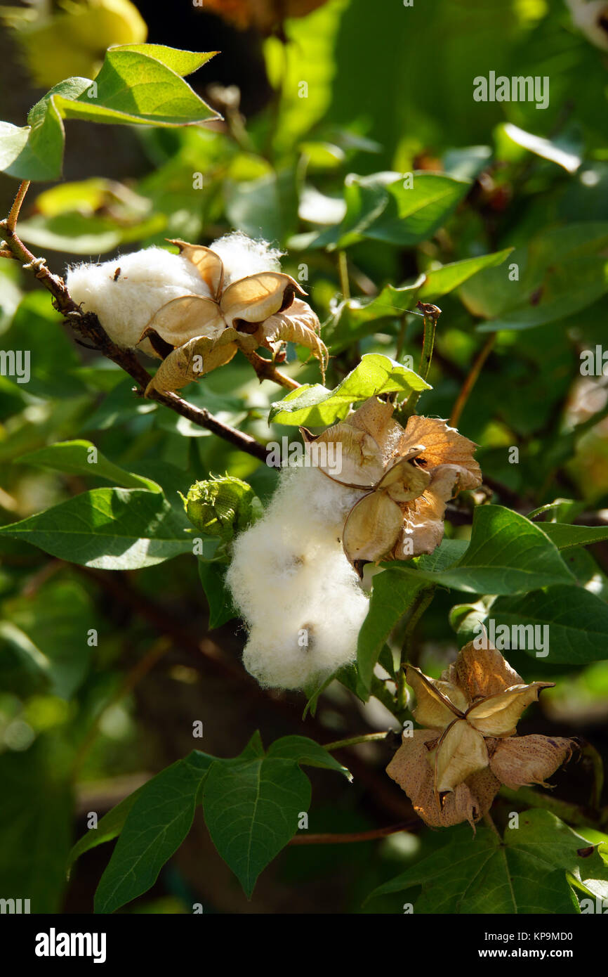 Baumwolle (Gossypium arboreum), Lucca, Toskana, Italien Stock Photo