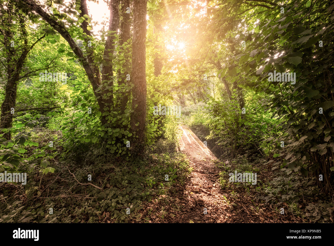 Sunrise in the woods Stock Photo - Alamy