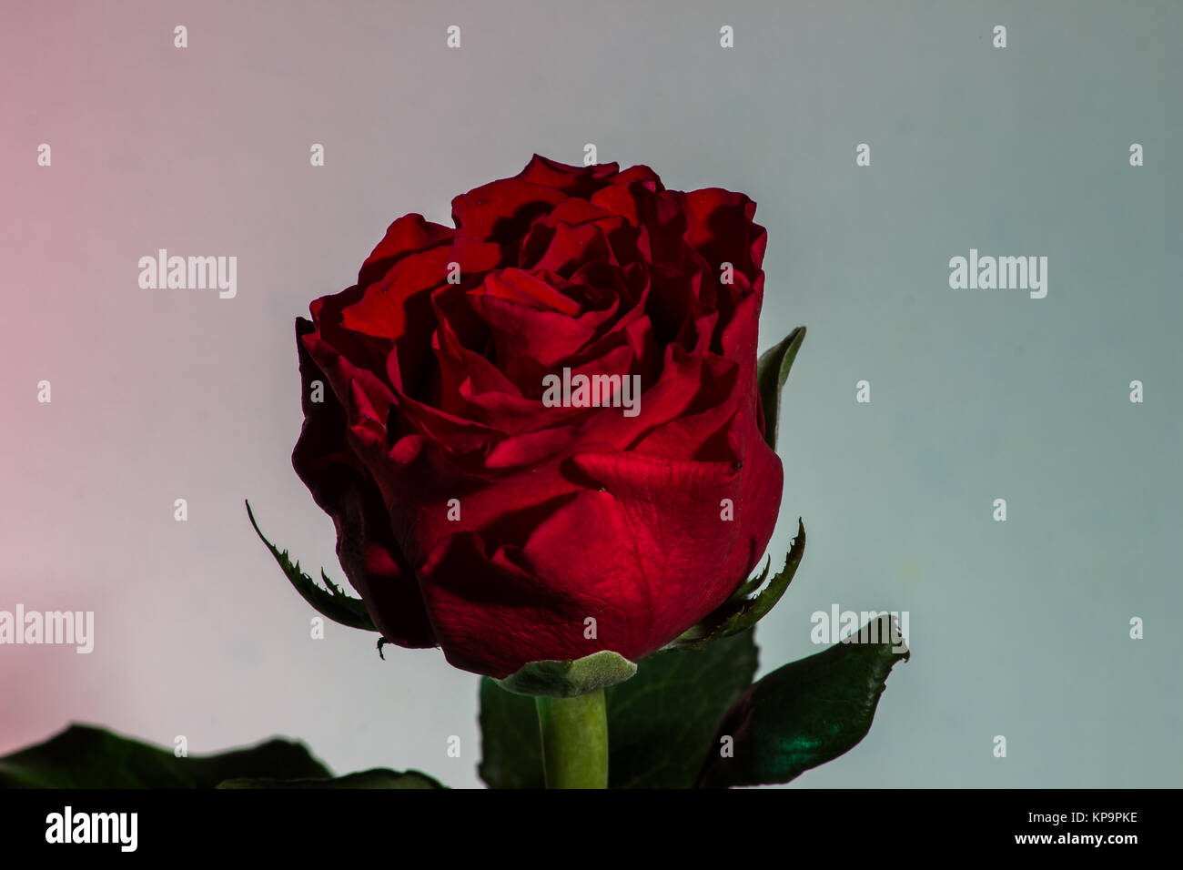 Roses With Reflection Stock Photo Alamy Roses With Reflection Stock Photo Alamy
