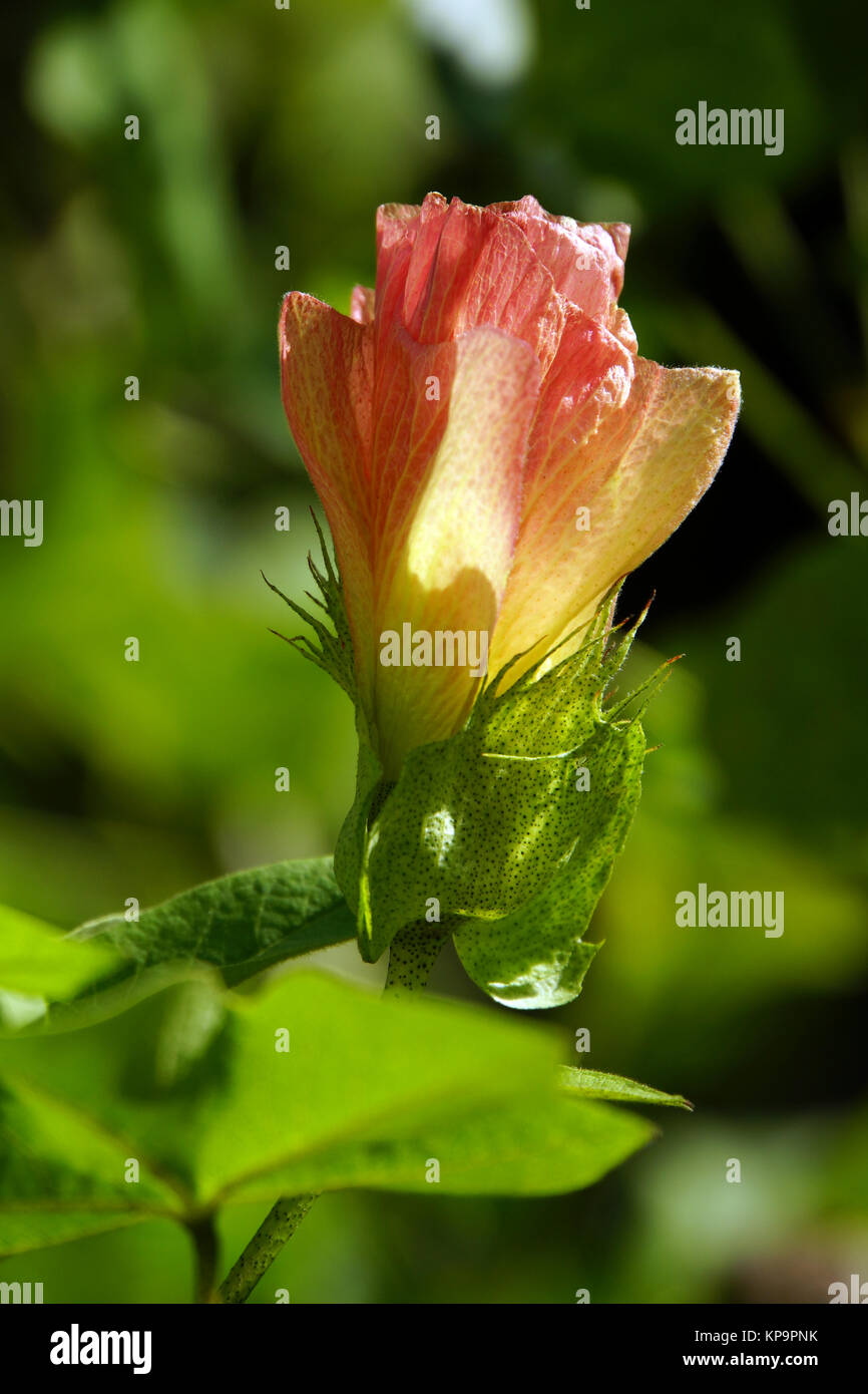 flowering of cotton (gossypium arboreum) Stock Photo