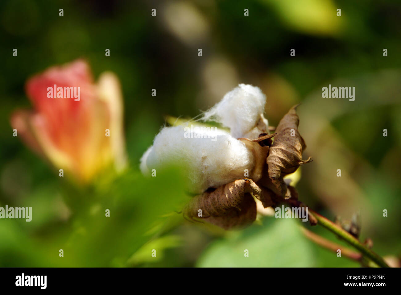 flowering of cotton (gossypium arboreum) Stock Photo