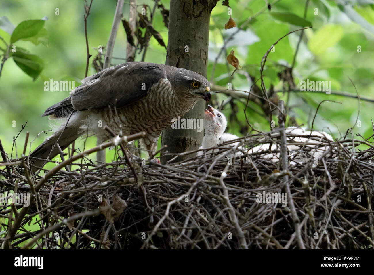 Sparrowhawk ( Accipiter nisus ), adult female on the edge of its nest, feeding its offspring, young white chick is begging for food, Europe. Stock Photo