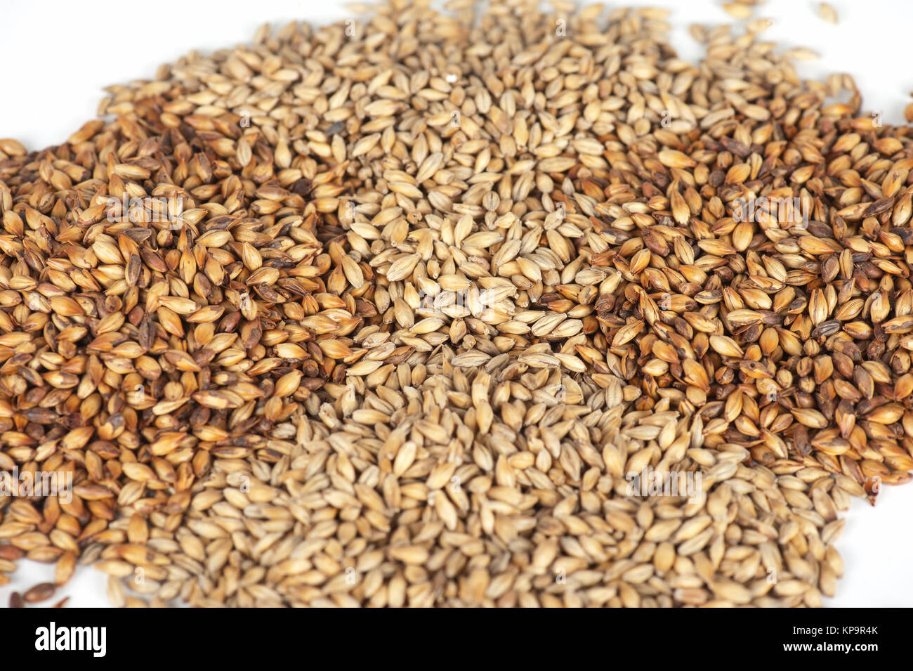 malt grains closeup Stock Photo Alamy