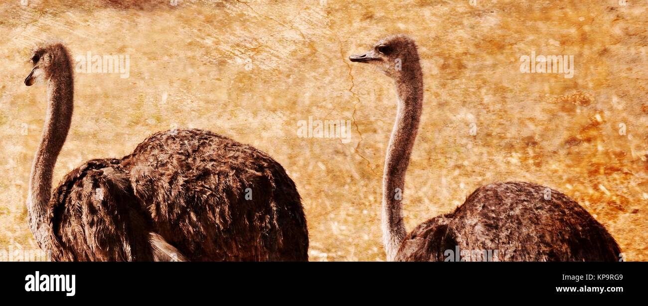 two female Ostrich Stock Photo