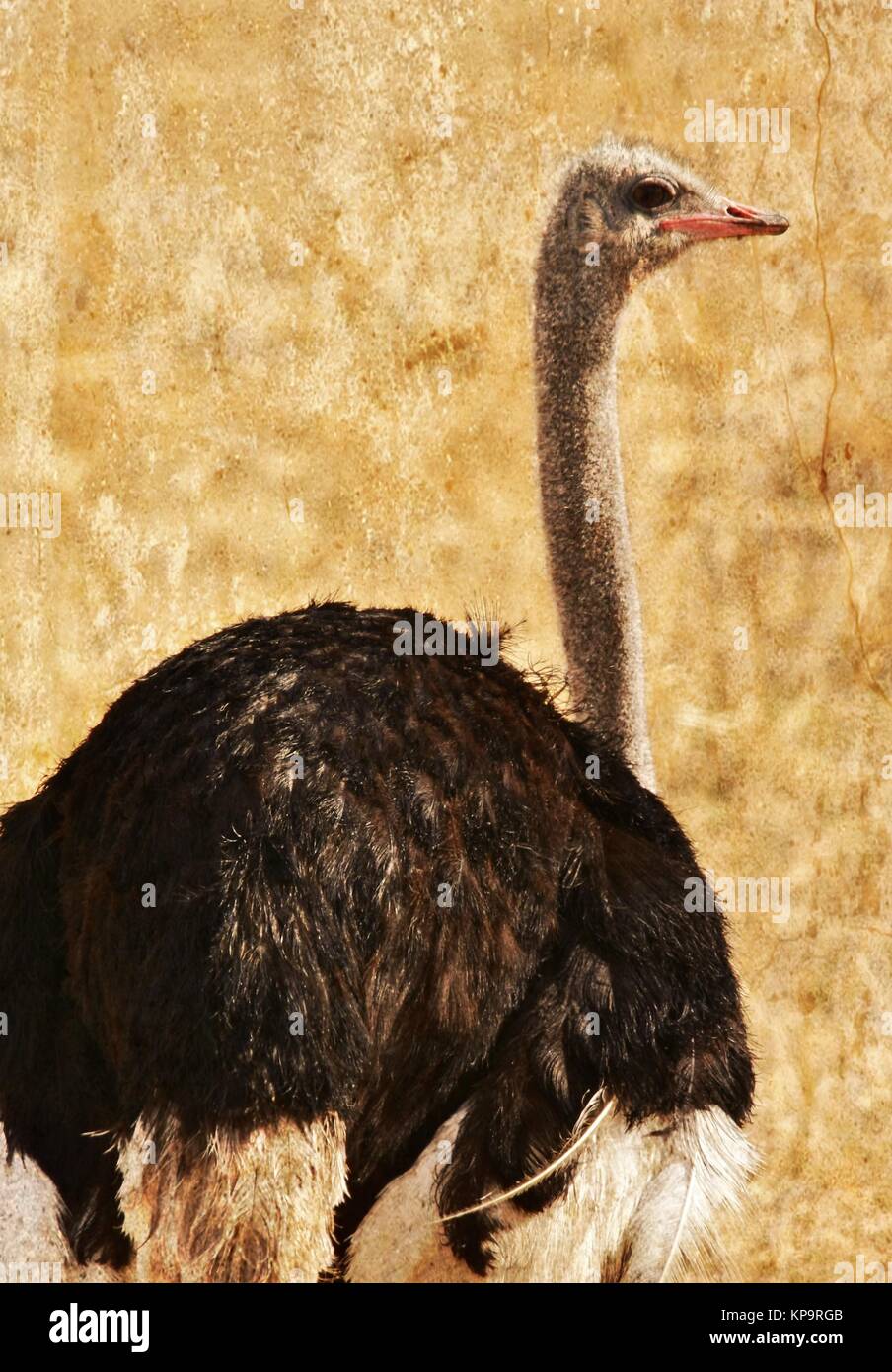 large male Ostrich Stock Photo