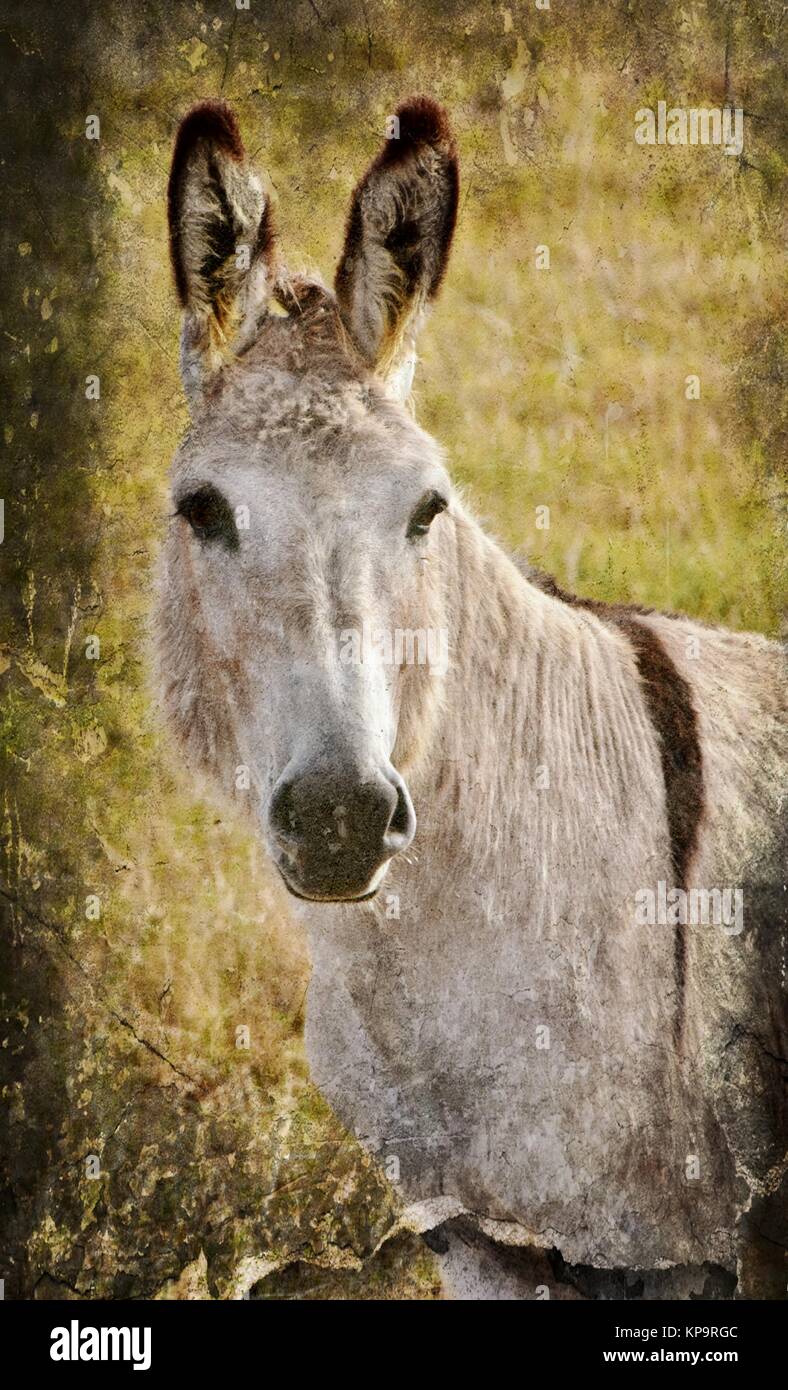 Portait of a Donkey Stock Photo