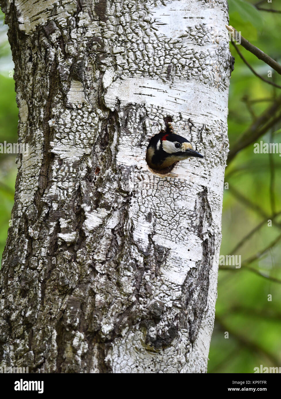 Colorful woodpecker in tree cavity Stock Photo