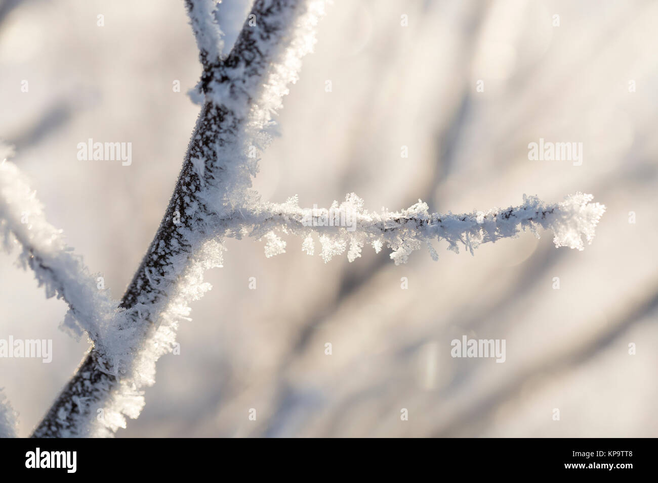 Branches Covered in Frost Stock Photo - Alamy