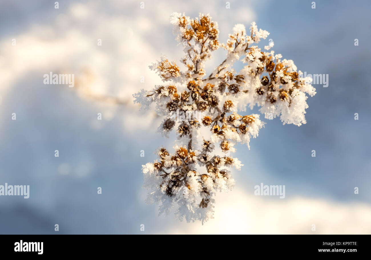 Cow Parsley Covered in Frost Stock Photo Alamy