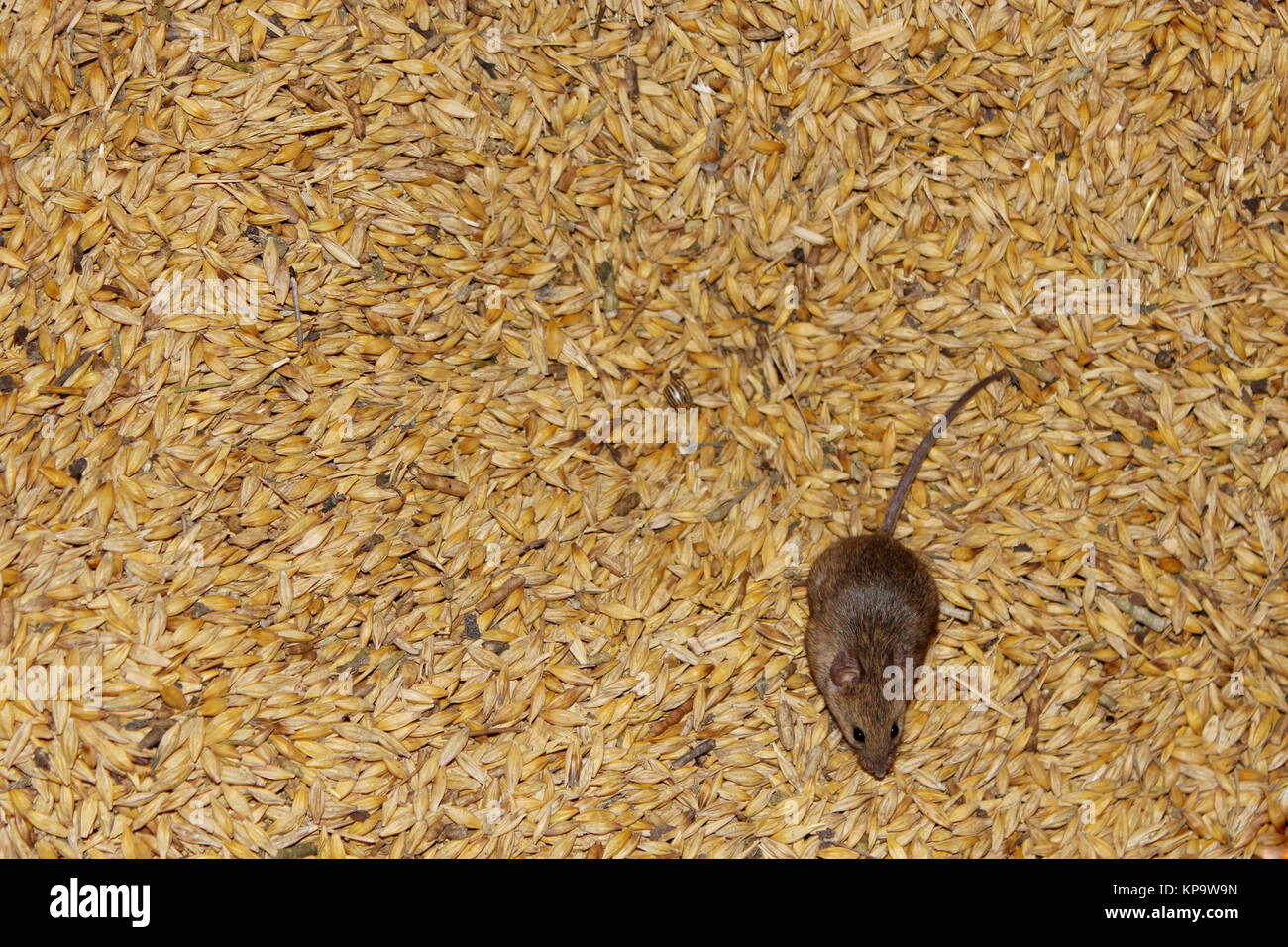 Mouse On The Wheat In The Pantry Stock Photo 168633185 Alamy