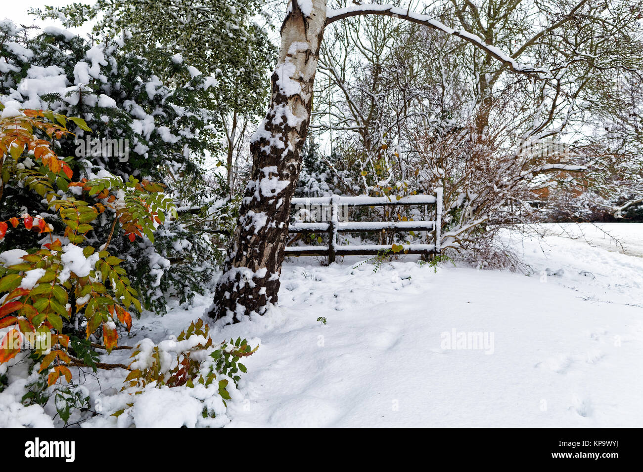 Snow covered trees and colorful bushes in small village Stock Photo - Alamy