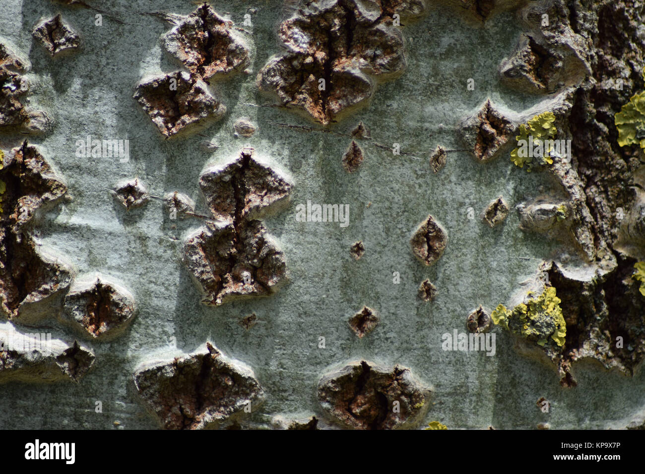 Background from poplar bark Stock Photo - Alamy
