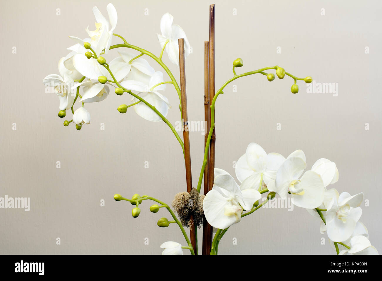 White Silk Orchid Flowers Plant Stock Photo Alamy
