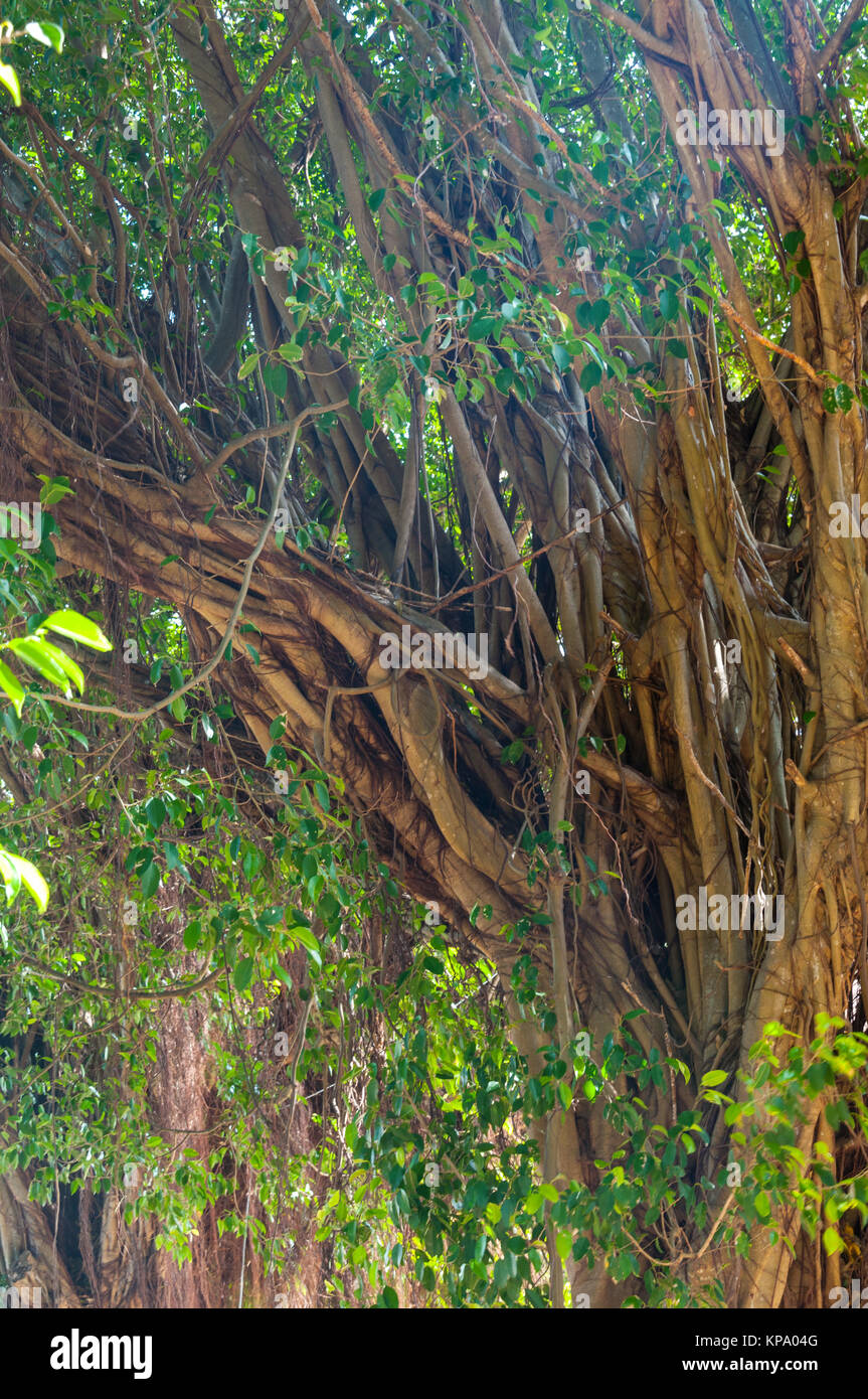 Branches of banyan tree Stock Photo Alamy