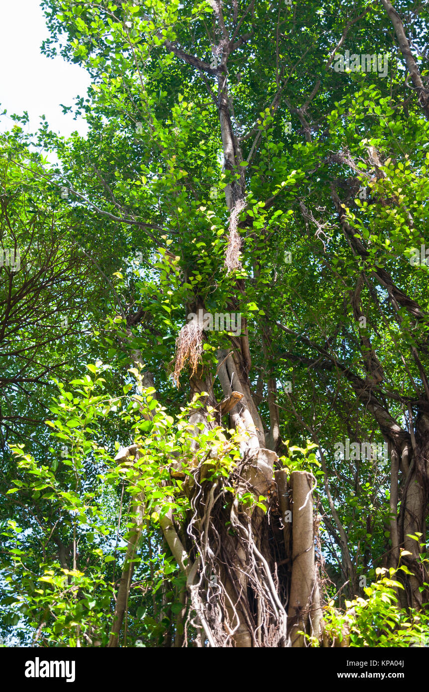 Branches of banyan tree Stock Photo Alamy